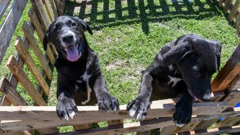 Los reclusos trabajan con tres