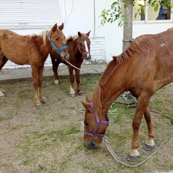 Quilmes: iban a robar en caballo y fueron detenidos tras una insólita persecución