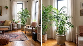 Sala de estar con piso de madera, paredes claras, ventanas con cortinas, sofá, mesa de centro, sillón, puf, varias plantas y un gato dormido.