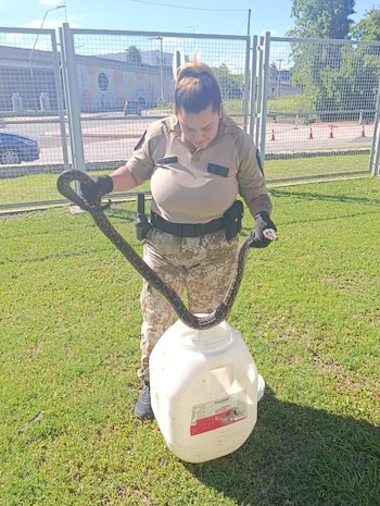 La boa constrictora, especie autóctona