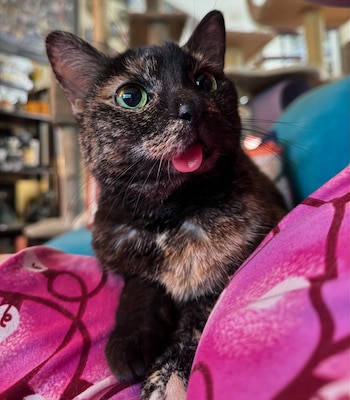 Con su lengua de fuera,