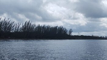 El pino marítimo tiene muchos