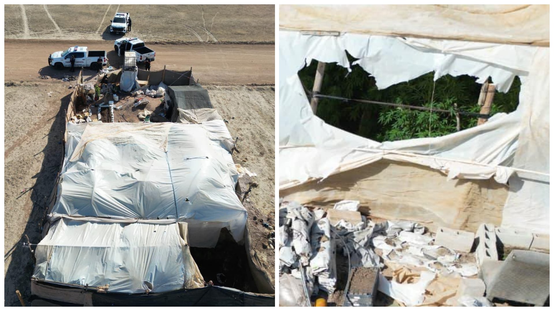 Descubren vivero ilegal de marihuana al interior de predio de 250 metros cuadrados en San Quintín, Baja California