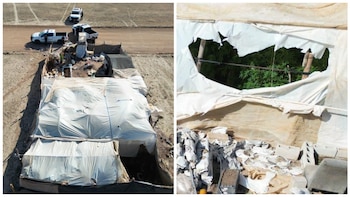 Descubren vivero ilegal de marihuana al interior de predio de 250 metros cuadrados en San Quintín, Baja California