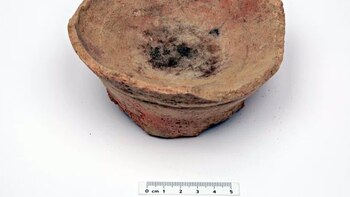 Los primeros árabes usaban plantas