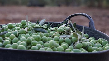 El Consejo de IGP Aceituna