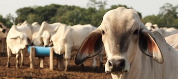 Los precios de la hacienda se han disparado en Brasil. No es menor, se trata del primer exportador mundial de carne vacuna (Revista Chacra)