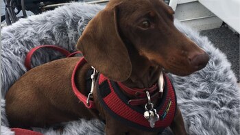 Pipsqueak recorrió dos países para