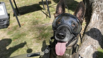 Perros Polonia - 2024