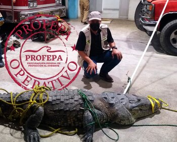 El animal será evaluado (Foto: