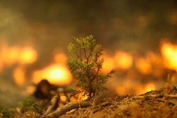 La restauración de ecosistemas como