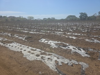 El PMA estima que al menos 500.000 personas más en Honduras podrían caer en inseguridad alimentaria por la falta de lluvias y el fenómeno de El Niño. (Oscar Ortiz)