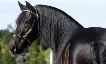 El valor de un caballo