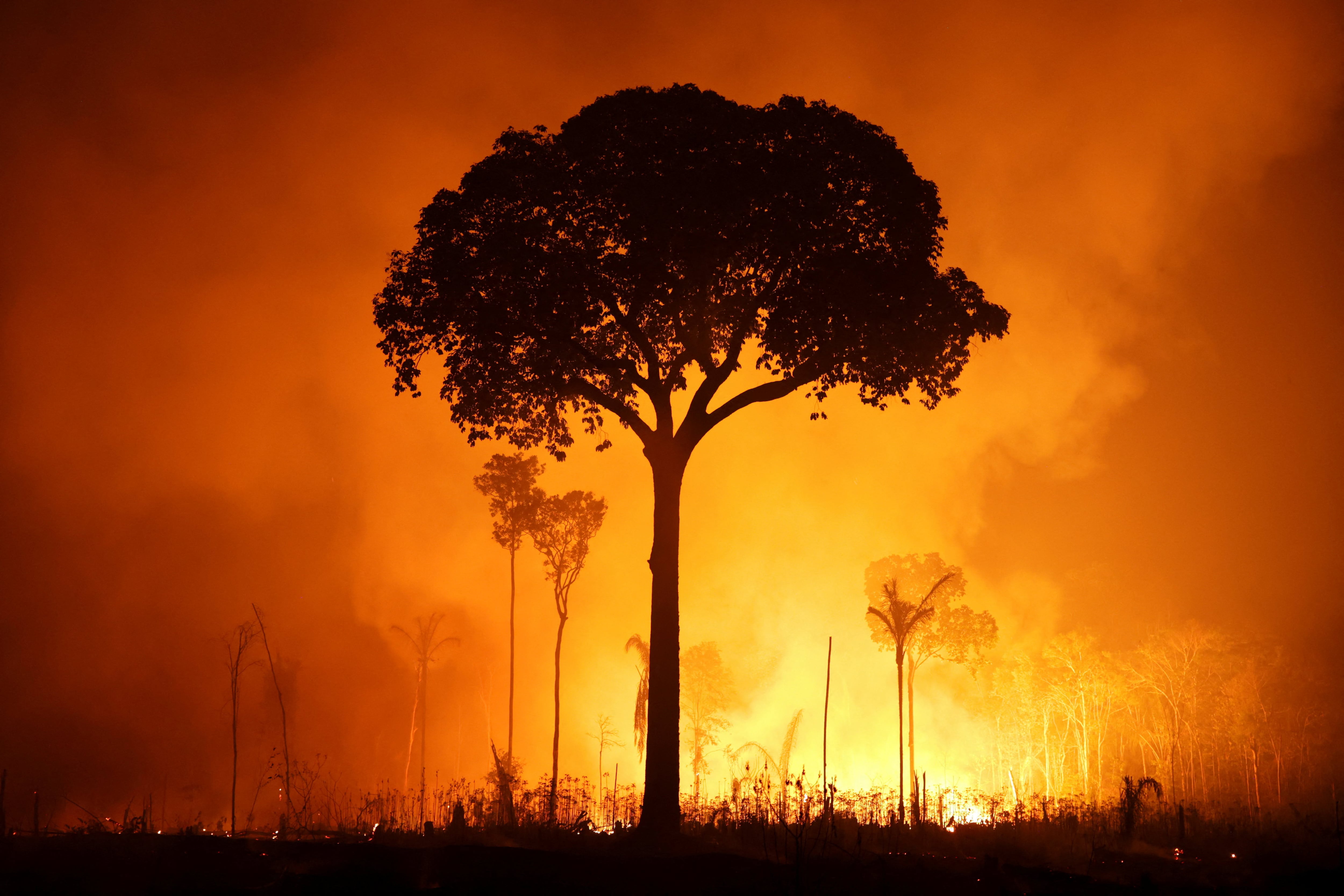 La selva amazónica liberó un promedio de 1170 millones de toneladas métricas más de dióxido de carbono de las que absorbió por año entre 2010 y 2024. (REUTERS/Bruno Kelly)