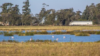 Campos certificados (Delfina Meabe)