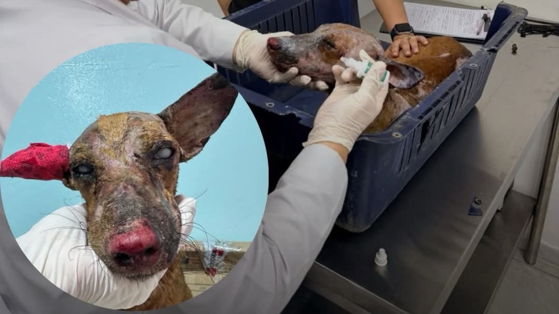 El animalito quedó muy afectado tras el brutal ataque que le quemó su cuerpo - crédito Fundación Mascoty / Facebook