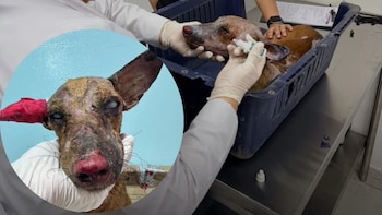 Perro quemado con sustancia corrosiva quedó ciego y ahora lucha por su vida: se le desprendía la piel