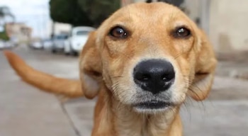 cachorro doce