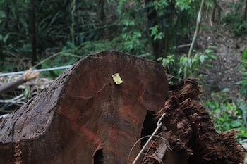 La iniciativa tendrá una duración de cinco años y busca reducir la deforestación y degradación de los bosques mediante conservación y alternativas productivas. Tomada de MiAmbiente