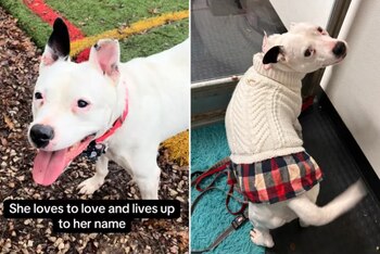 -(Captura de pantalla, TikTok/@abby.loucks)