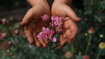 Misiones apuesta a la floricultura con tecnología y sustentabilidad en la selva subtropical