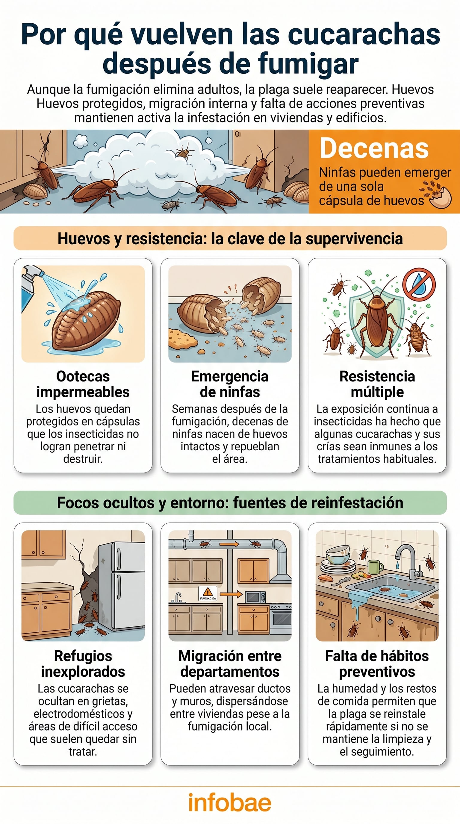 La reaparición de las cucarachas tras la fumigación se debe a la supervivencia de huevos protegidos, la resistencia a insecticidas, focos ocultos y la falta de hábitos preventivos. (Imagen Ilustrativa Infobae)