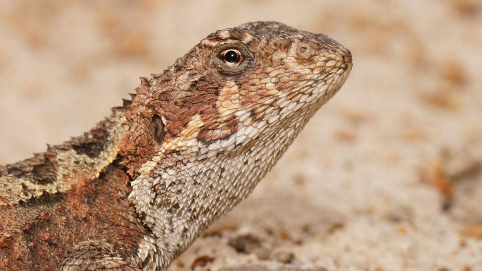 La investigación combina fósiles y datos genéticos para rastrear la historia y el futuro del dragón de montaña australiano. (Reiner Richter ArgentiNat)