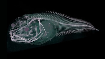 Tomografía de un pez baboso