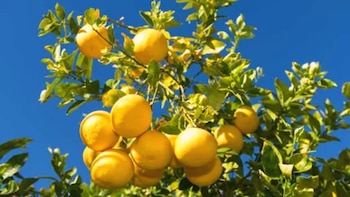 Árbol de pomelos blancos