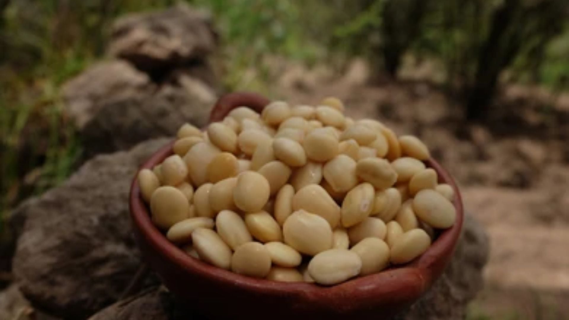 La exportación de tarwi superó USD 1,025 millones en 2025 y Ecuador se consolidó como el principal destino del cultivo peruano.
Foto: Shutterstock