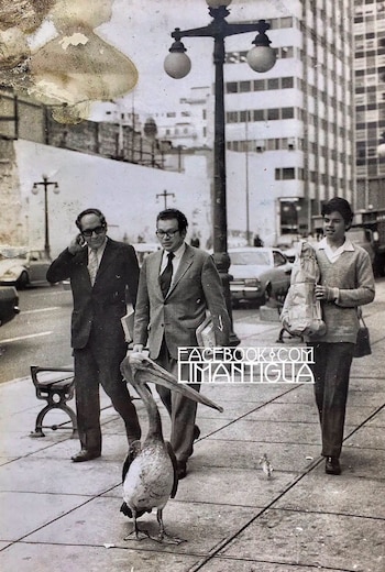 Pelicanos em Lima nos anos 70