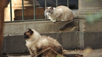 Los gatitos habitan el museo-panteón,