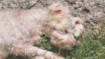 El caso de Aurora impactó