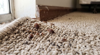 Chinches de color marrón y pequeños huevos blancos sobre una alfombra beige cerca de un zócalo de madera.