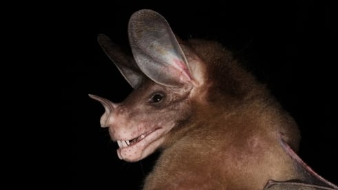 La investigación demuestra que la familiaridad y el intercambio de alimento influyen en la similitud de los llamados entre murciélagos vampiro comunes -(crédito: Davie Hörmann inaturalist.org)