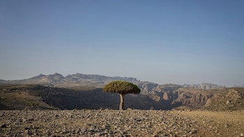 El árbol de sangre de