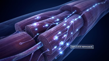Haz de fibras musculares con terminaciones nerviosas iluminadas por destellos y una etiqueta que indica impulsos nerviosos sobre fondo oscuro.