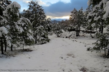 Campo nevado con numerosos pinos cubiertos de nieve en primer plano y a lo lejos, rocas nevadas y un cielo nublado con luz tenue en el horizonte