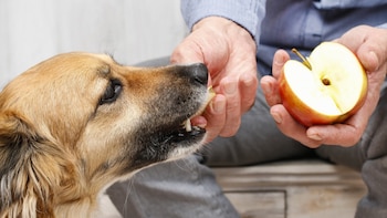 Perro de pelaje dorado y negro mordiendo un trozo de manzana ofrecido por una mano. Otra mano sostiene media manzana roja