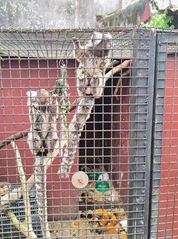 El procedimiento reveló casos de maltrato animal y comercialización ilegal de especies silvestres en Misiones (Ministerio de Seguridad de Misiones/NA)