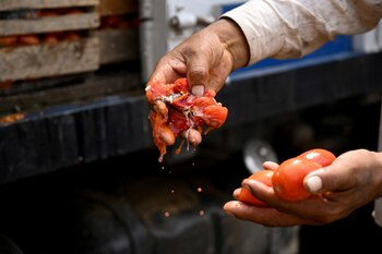 Un hombre desecha su producción de tomate que se estropeó durante los bloqueos realizados por 23 días por seguidores de Evo Morales. REUTERS/Claudia Morales