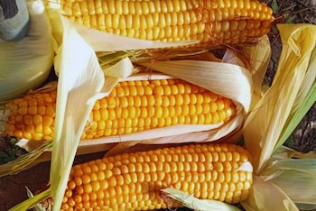 Esta iniciativa busca fortalecer los sistemas agrícolas y aportar nuevas opciones para la ganadería