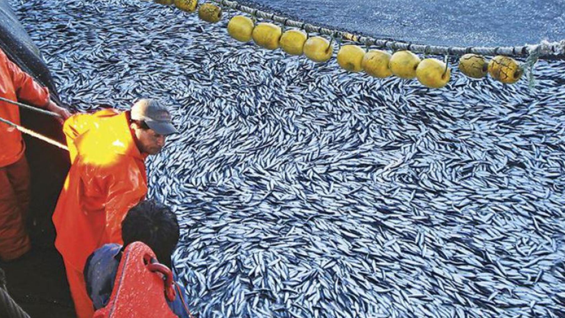 La drástica reducción en la cuota de anchoveta anticipa un fuerte impacto en la industria pesquera y el PBI del Perú.