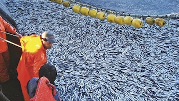 La norma reduce el tiempo