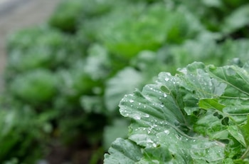 Minimizando el impacto ecológico a