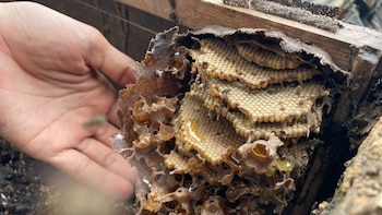 Apicultores panameños desarrollan la cría, cuidado y el manejo sostenible de las abejas sin aguijón