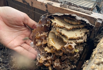 La recolección representa un avance para las comunidades locales, que buscan alternativas económicas sostenibles y mecanismos de protección ambiental. (MIDA)