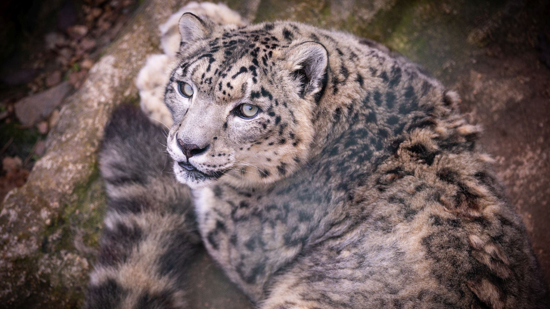 Las nuevas simulaciones reproducen patrones hexagonales y rayados con rupturas e irregularidades, acercándose a la biología real (Freepik)