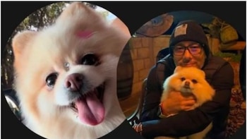 Nuevo ataque de perro de