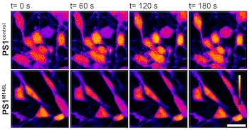 Imágenes representativas de la captación de calcio en las neuronas “control” (arr.) y en aquellas que presentan la mutación PS1 M146L (abajo) en el tiempo: de 0 a 180 segundos